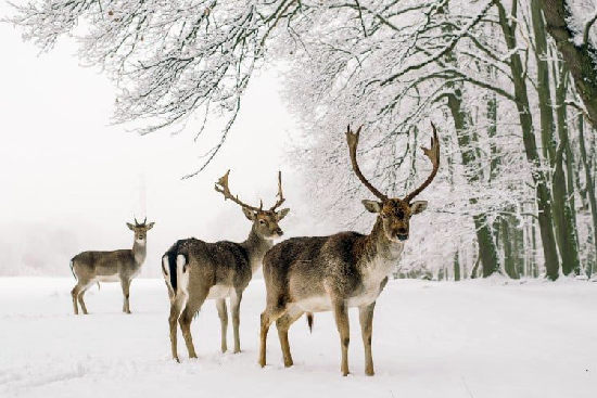 Екскурсія до New Forest. Зимовий табір в Англії